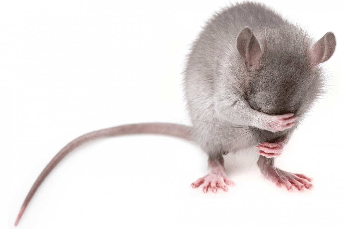 Small grey mouse with a long tail uses its hand to cover face.