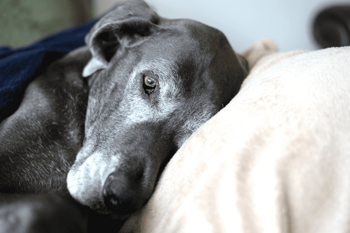 Older dogs are susceptible to dementia.