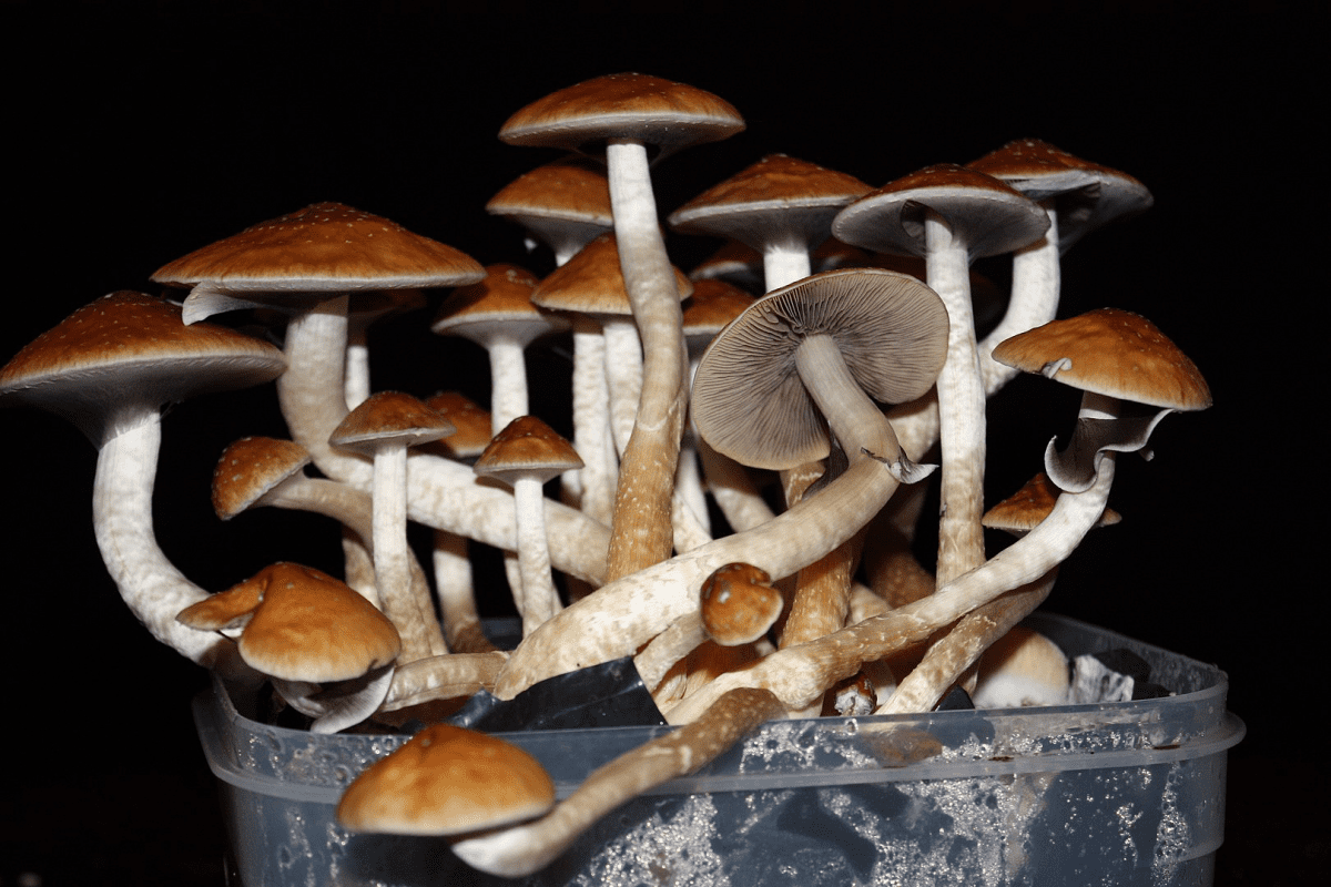 Colorado becomes the second state to legalize magic mushrooms.