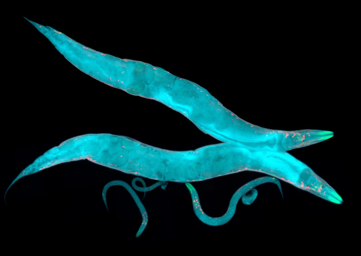 Caenorhabditis elegans, a free-living transparent