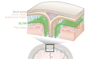 Newly discovered membrane in the brain called SLYM is a thin but tight barrier. 