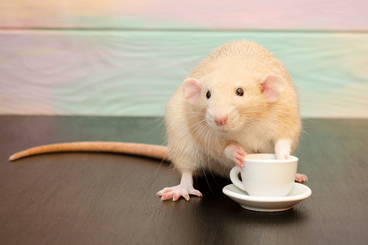 Mice given Matcha tea powder are less stressed out.