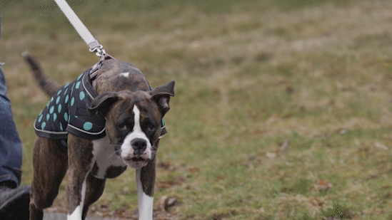 Walking a dog on a leash carries a risk of traumatic brain injury.