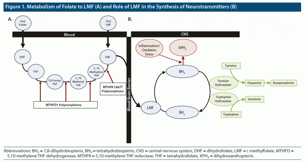 figure 1 metabolism folate to LMF in the synthesis of neurotransmitters