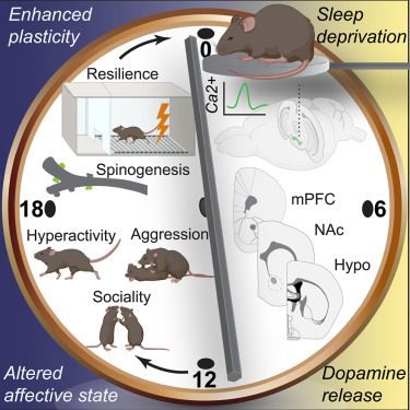 Dopamine pathways mediating affective state transitions after sleep loss