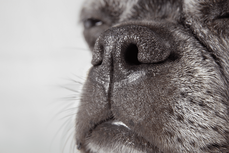 Dogs show promise in detecting Parkinson’s Disease through their exceptional sense of smell.