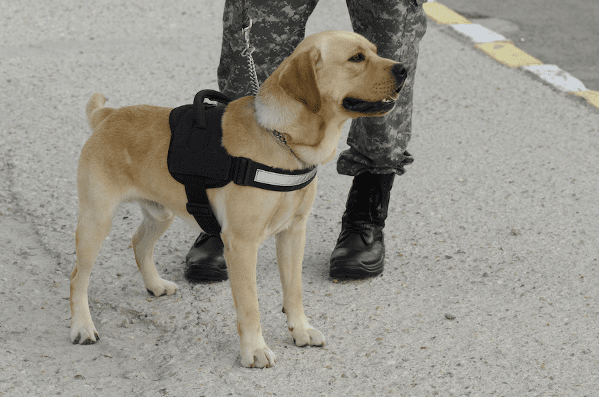 Canadian researchers found that dogs can detect an impending PTSD flashback by smelling specific scents in an individual’s breath.