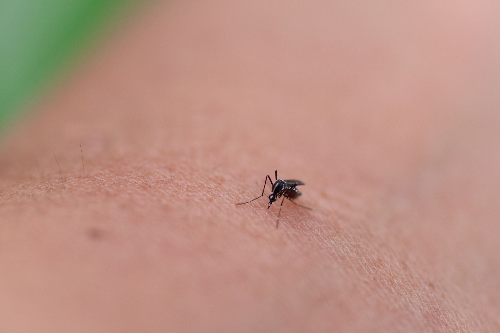 Psychosis in Japanese Encephalitis