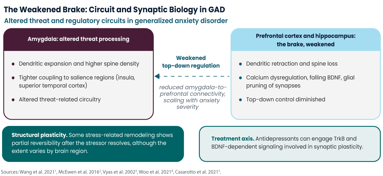 Infographic on synaptic changes in generalized anxiety disorder circuitry